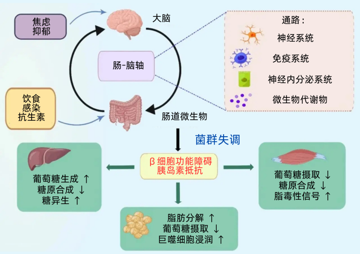 肠道原位菌守护“夕阳红”：老年糖尿病管理的“柔软策略”